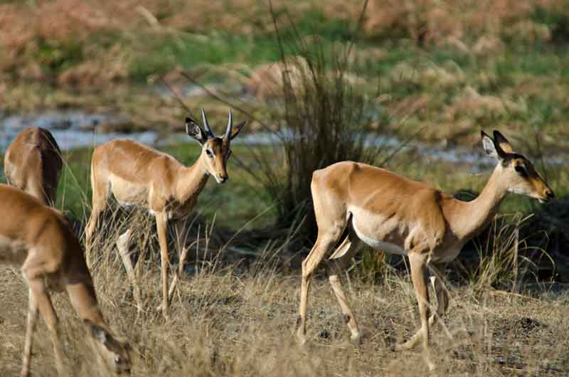 Antílope Impala - reserva de animales Mahango - Namibia 3.jpg